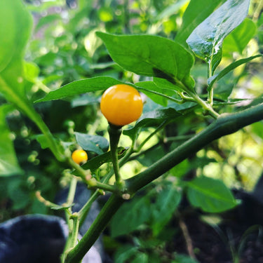 Aji Charapita - Seeds - The Pepper Pantry (Formerly Marie Sharp's)